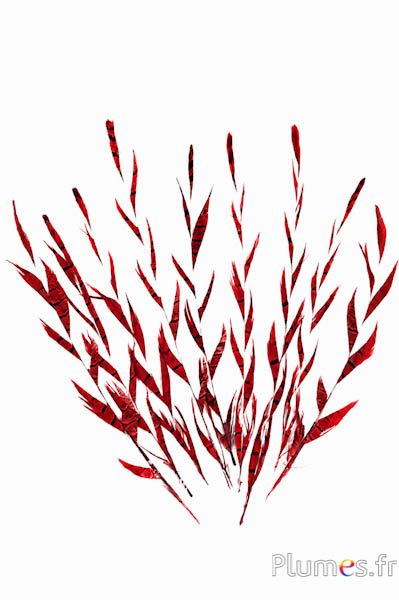 Goudfazant Aar - 25-35 cm - rood